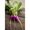Purple Plum Radish (30 Days) - Vegetables
