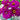 Purple Prince Zinnia - Flowers