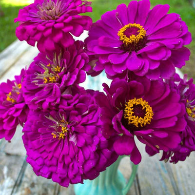 Purple Prince Zinnia - Flowers