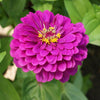 Purple Prince Zinnia - Flowers