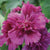 Hollyhock - Queeny Purple - Flowers