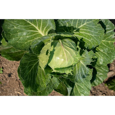 Quick Start Cabbage (F1 Hybrid 55 Days - Vegetables