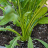 Radichetta Chicory (Heirloom 52 Days) - Vegetables