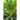 Radichetta Chicory (Heirloom 52 Days) - Vegetables