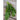 Radichetta Chicory (Heirloom 52 Days) - Vegetables