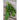 Radichetta Chicory (Heirloom 52 Days) - Vegetables