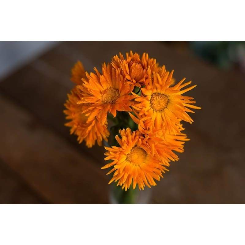 Radio Calendula - Flowers