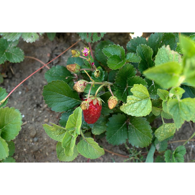 f1 strawberry seeds Rainbow Treasure Strawberry (F1 Hybrid) – Pinetree Garden Seeds