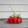 Rainbow Treasure Strawberry ( F1 Hybrid ) - Vegetables