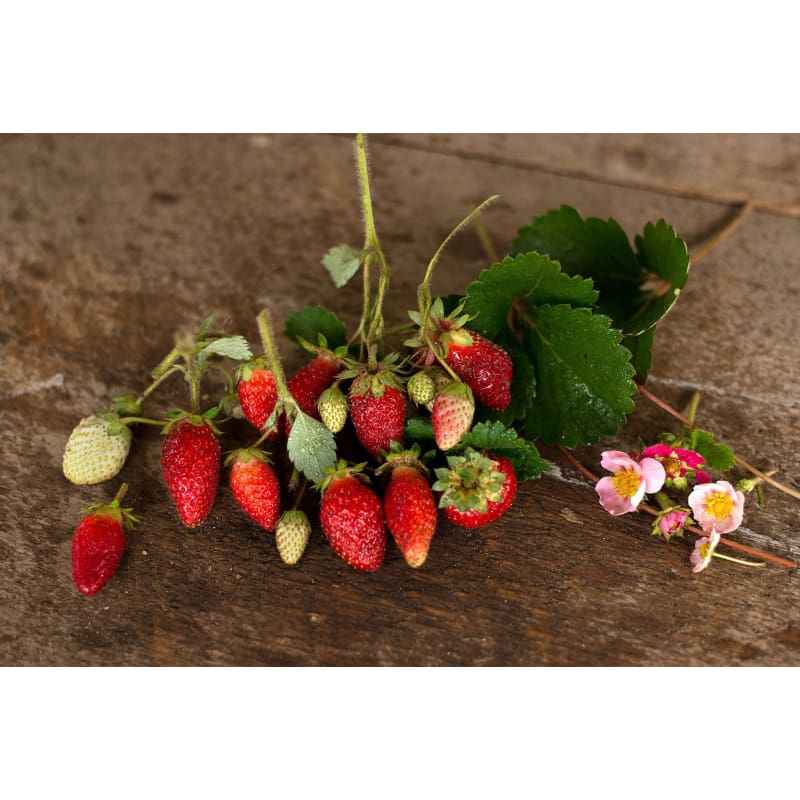 rosie strawberry seeds Rainbow Treasure Strawberry (F1 Hybrid) – Pinetree Garden Seeds