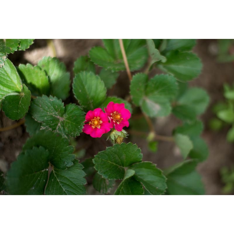 rainbow treasure strawberry seeds Rainbow Treasure Strawberry (F1 Hybrid)