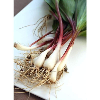 RAMPS WILD LEEKS (10 Plants) ***SOLD OUT*** - Spring