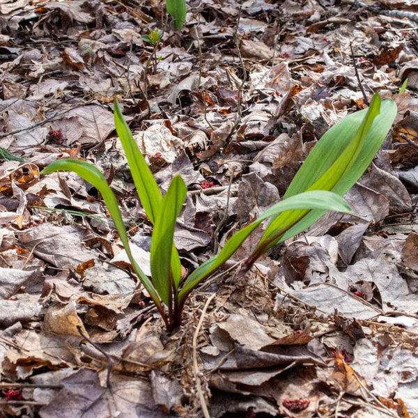 planting ramp seeds Ramps 'Wild Leeks'