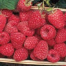 Raspberry Encore - Spring