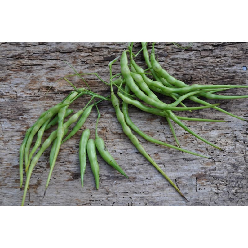 Rattail Radish (50-55 Days) - Vegetables