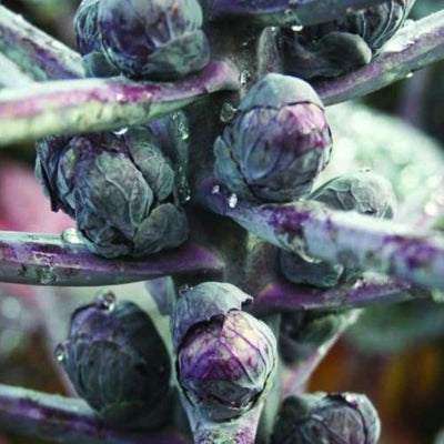 Red Bull Brussels Sprouts (120 Days) - Vegetables