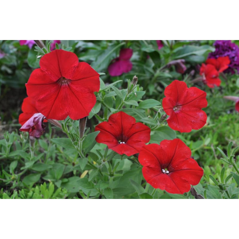 Red Easy Wave Petunia