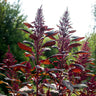 Red Garnet Amaranth (55 Days) - Vegetables