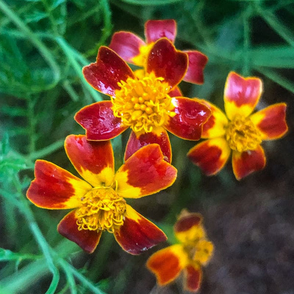 gem marigold seeds Red Gem Marigold