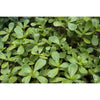 Red Gruner Purslane (50 Days) - Vegetables