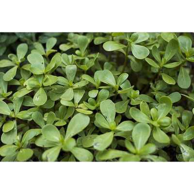 Red Gruner Purslane (50 Days) - Vegetables