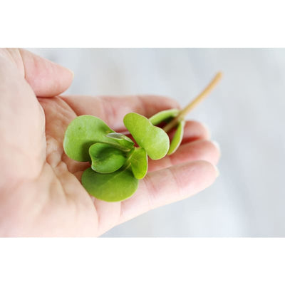Red Gruner Purslane (50 Days) - Vegetables