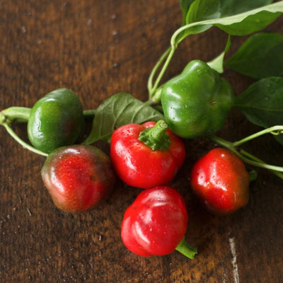 Red Hot Cherry Pepper (77 Days) - Vegetables