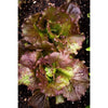 Red Iceberg Lettuce (70-80 Days) - Vegetables