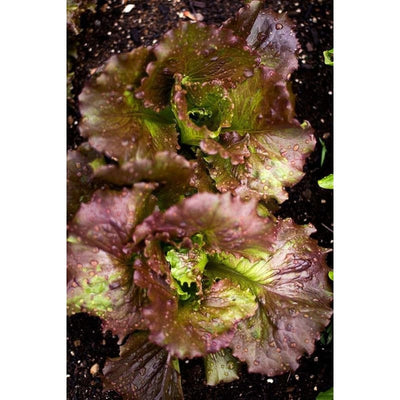 Red Iceberg Lettuce (70-80 Days) - Vegetables