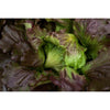 Red Iceberg Lettuce (70-80 Days) - Vegetables