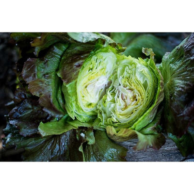 Red Iceberg Lettuce (70-80 Days) - Vegetables