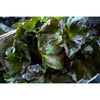 Red Iceberg Lettuce (70-80 Days) - Vegetables
