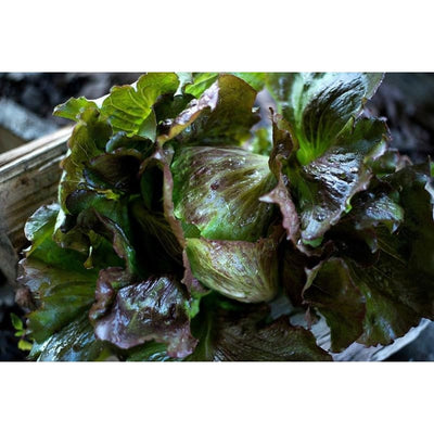 Red Iceberg Lettuce (70-80 Days) - Vegetables