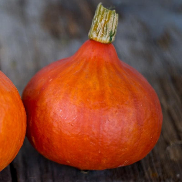 Red Kuri Winter Squash (Organic 97 Days) – Pinetree Garden Seeds