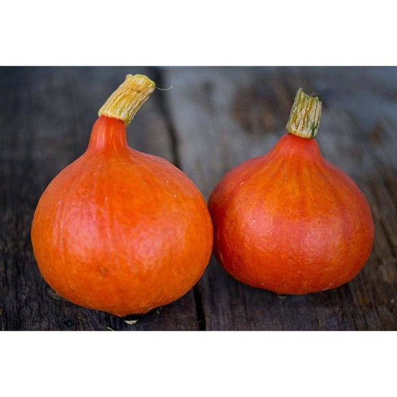 Red Kuri Winter Squash (Organic 97 Days) – Pinetree Garden Seeds