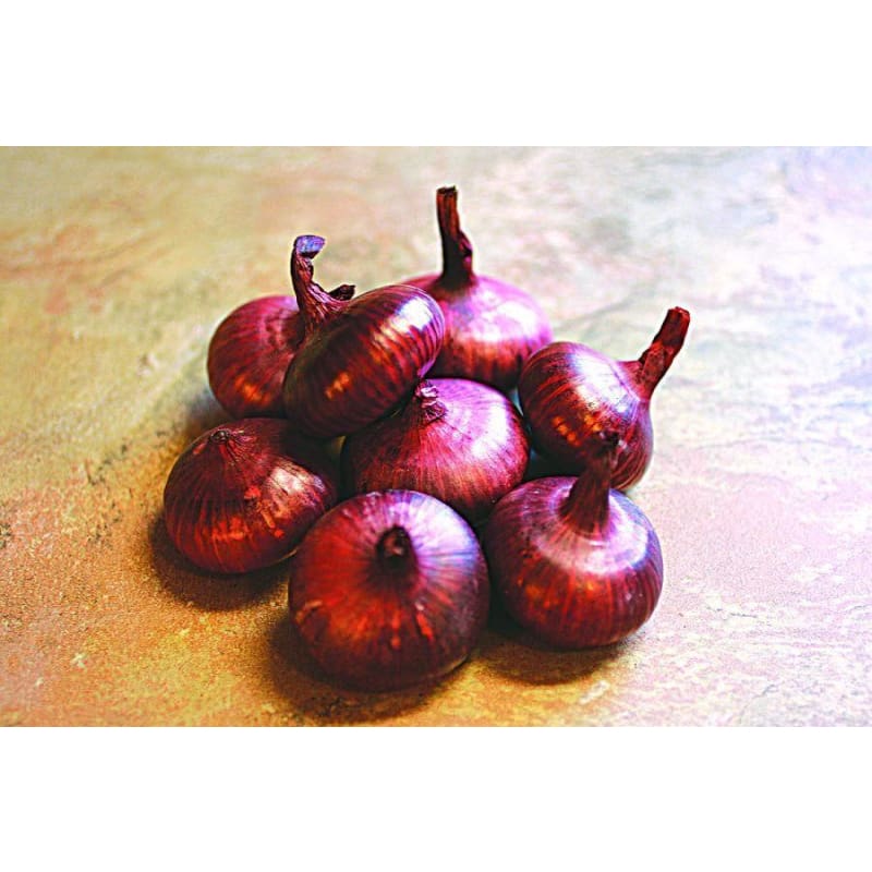 Red Marble Cippolini Onion (Heirloom 80 Days) - Vegetables