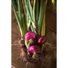Red Marble Cippolini Onion (Heirloom 80 Days) - Vegetables