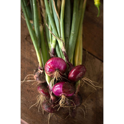 Red Marble Cippolini Onion (Heirloom 80 Days) - Vegetables