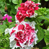 Red Pirouette Petunia - Flowers