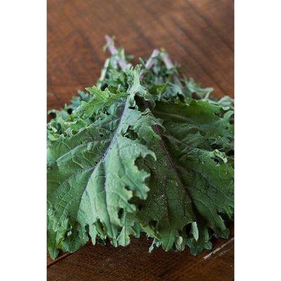 Red Russian Kale (Heirloom 58 Days) - Vegetables