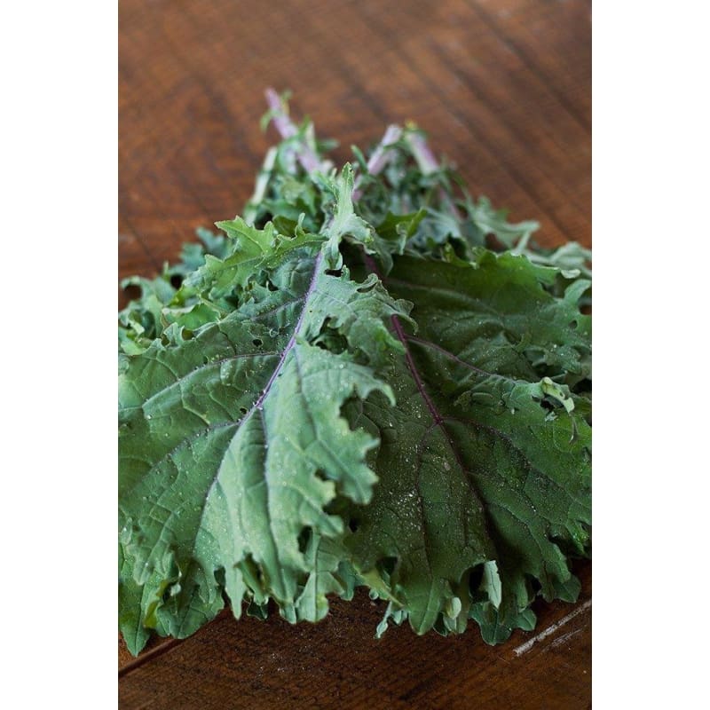 Red Russian Kale Microgreens (1oz)