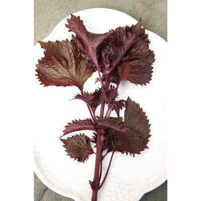 Red Shiso - Herbs