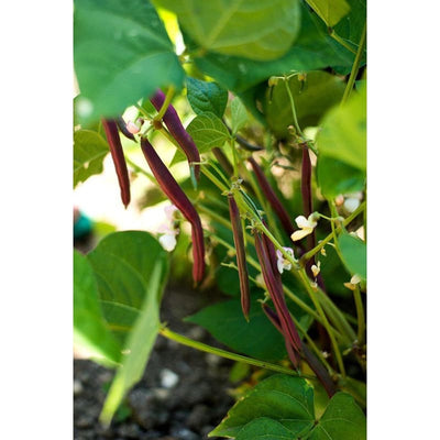 Red Swan Bush Bean (55 days) - Vegetables