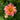 Redskin Mix Dahlia - Flowers