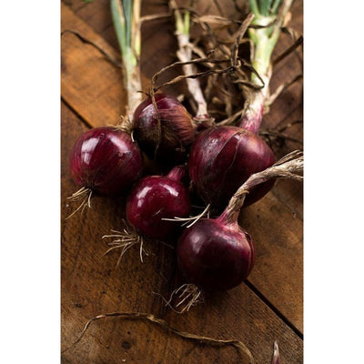 Redwing Onion (F1 Hybrid 110 Days) - Vegetables