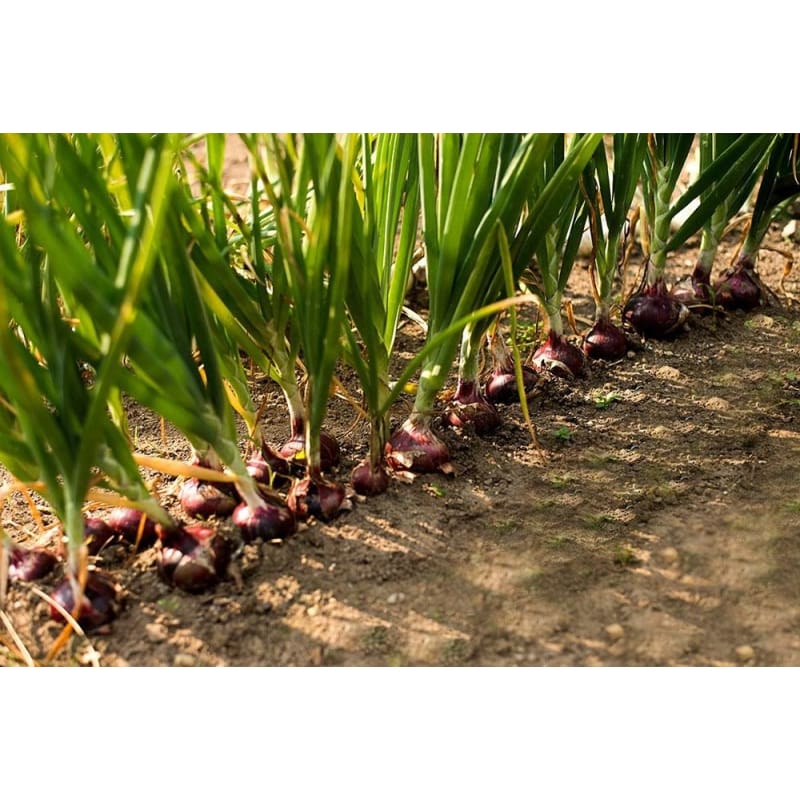 planting red onion seeds Redwing Onion (F1 Hybrid 110 Days)
