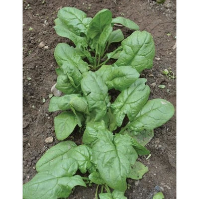 Reflect Spinach (F1 Hybrid 38 Days) - Vegetables