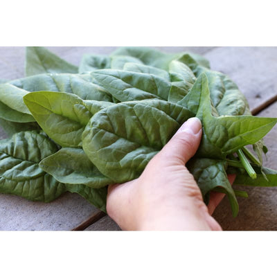 Reflect Spinach (F1 Hybrid 38 Days) - Vegetables