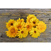 Resina Calendula Organic - Flowers