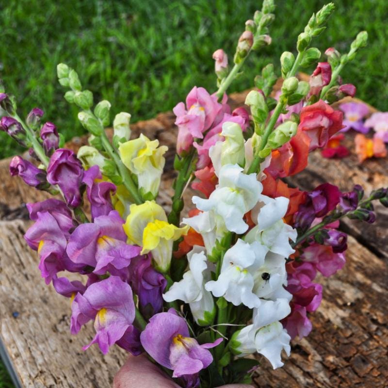 Rocket Mix Snapdragon